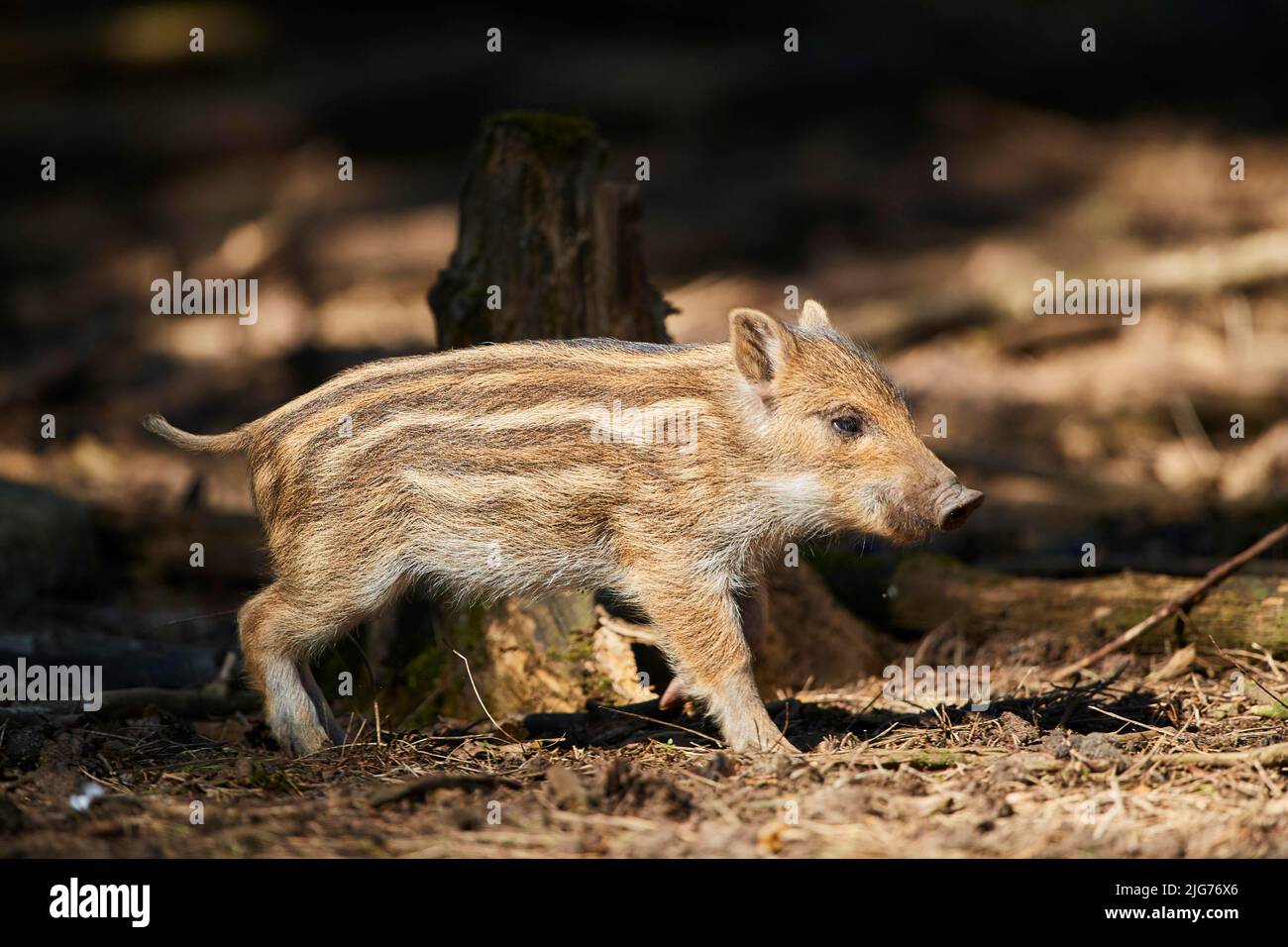Wild boar (Sus scrofa) squeaker in a forest, Bavaria, Germany Stock Photo Alamy