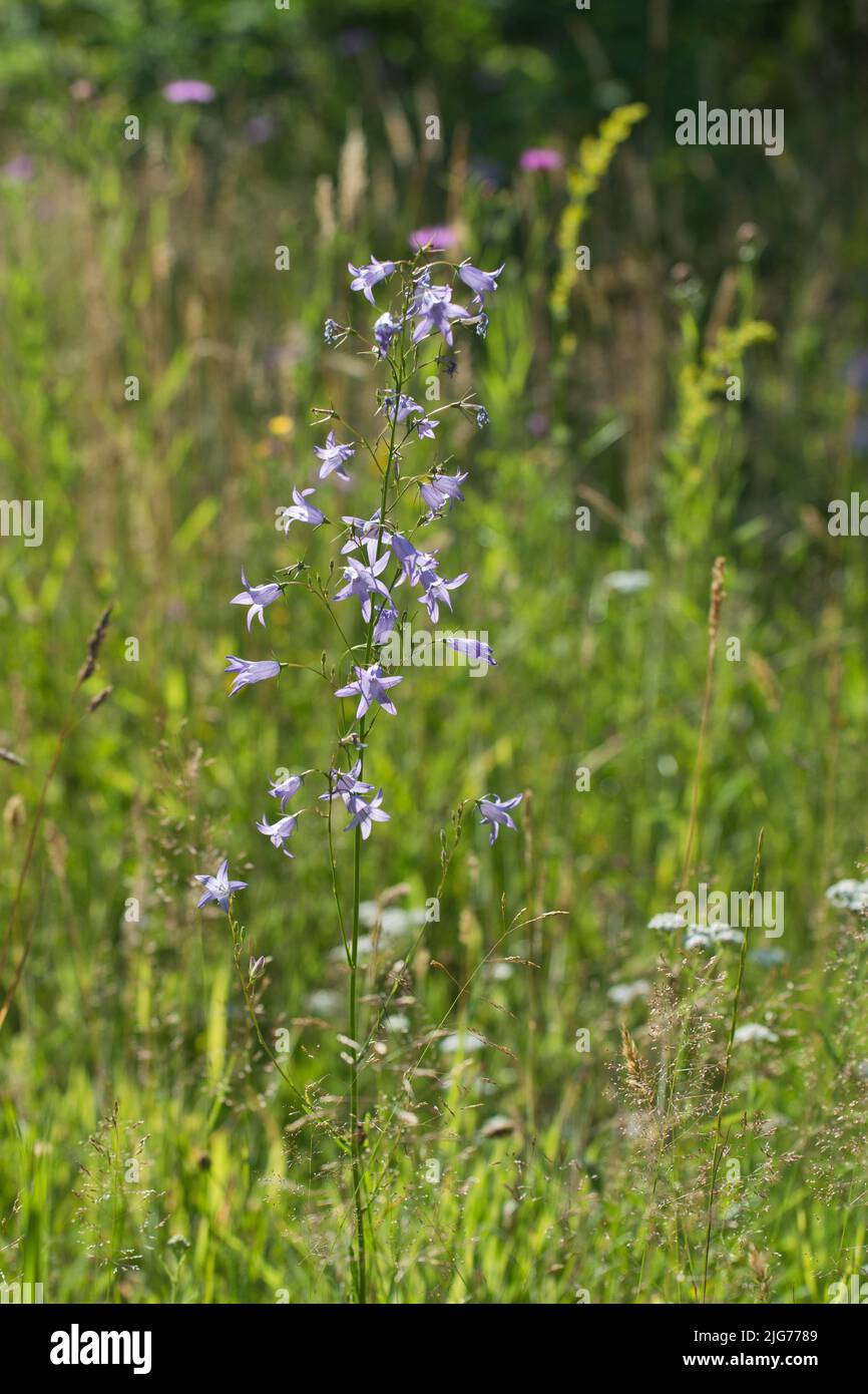 Meadow bellflower (Campanula patula), Emsland, Lower Saxony, Germany Stock Photo