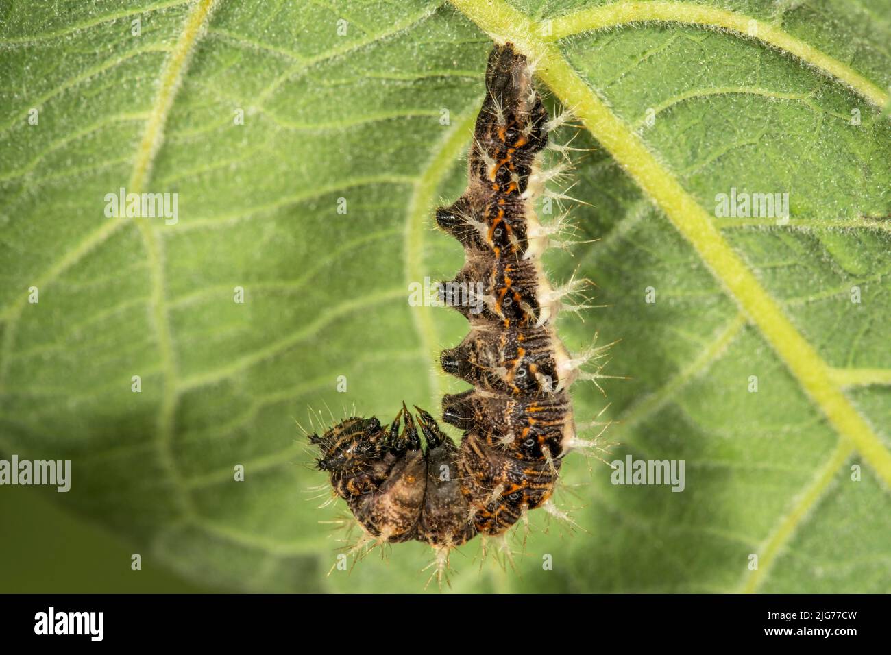 C butterfly (Polygonia C-album) caterpillar suspended for pupation on underside of salvia leaf, Baden-Wuerttemberg, Germany Stock Photo