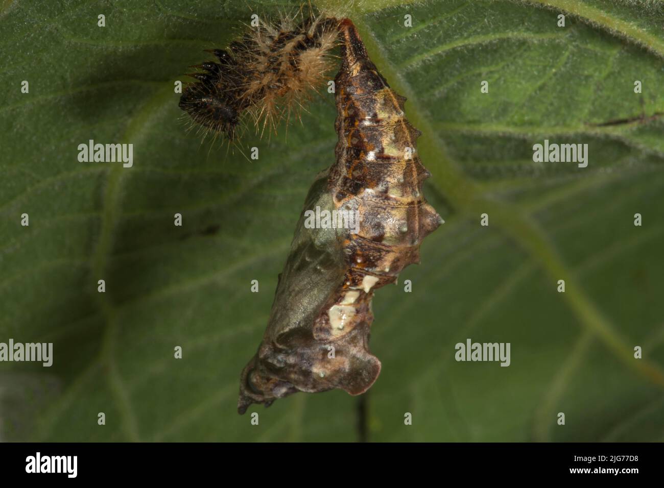 C butterfly (Polygonia C-album) pupa with remnant of caterpillar skin on underside of willow leaf, Baden-Wuerttemberg, Germany Stock Photo