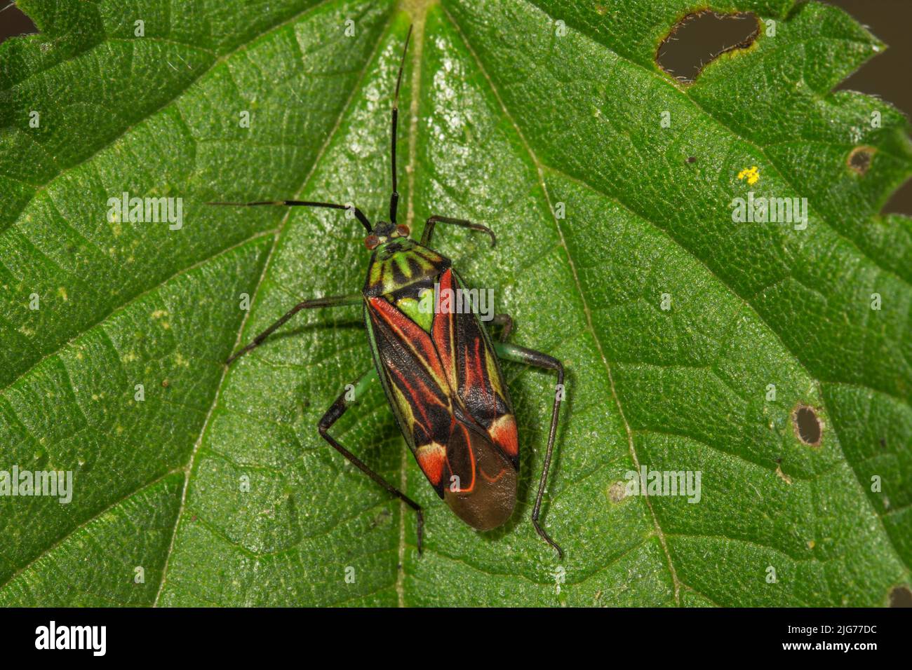 Soft bug (Actinonotus pulcher) on a leaf, Baden-Wuerttemberg, Germany Stock Photo