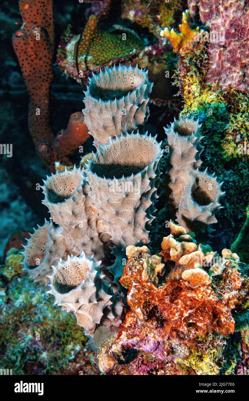Sponges in the reef, Bonaire Stock Photo