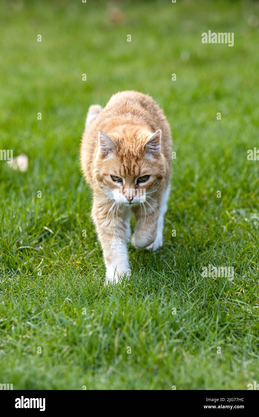 Concentrated around garden on the road, cat, Germany Stock Photo