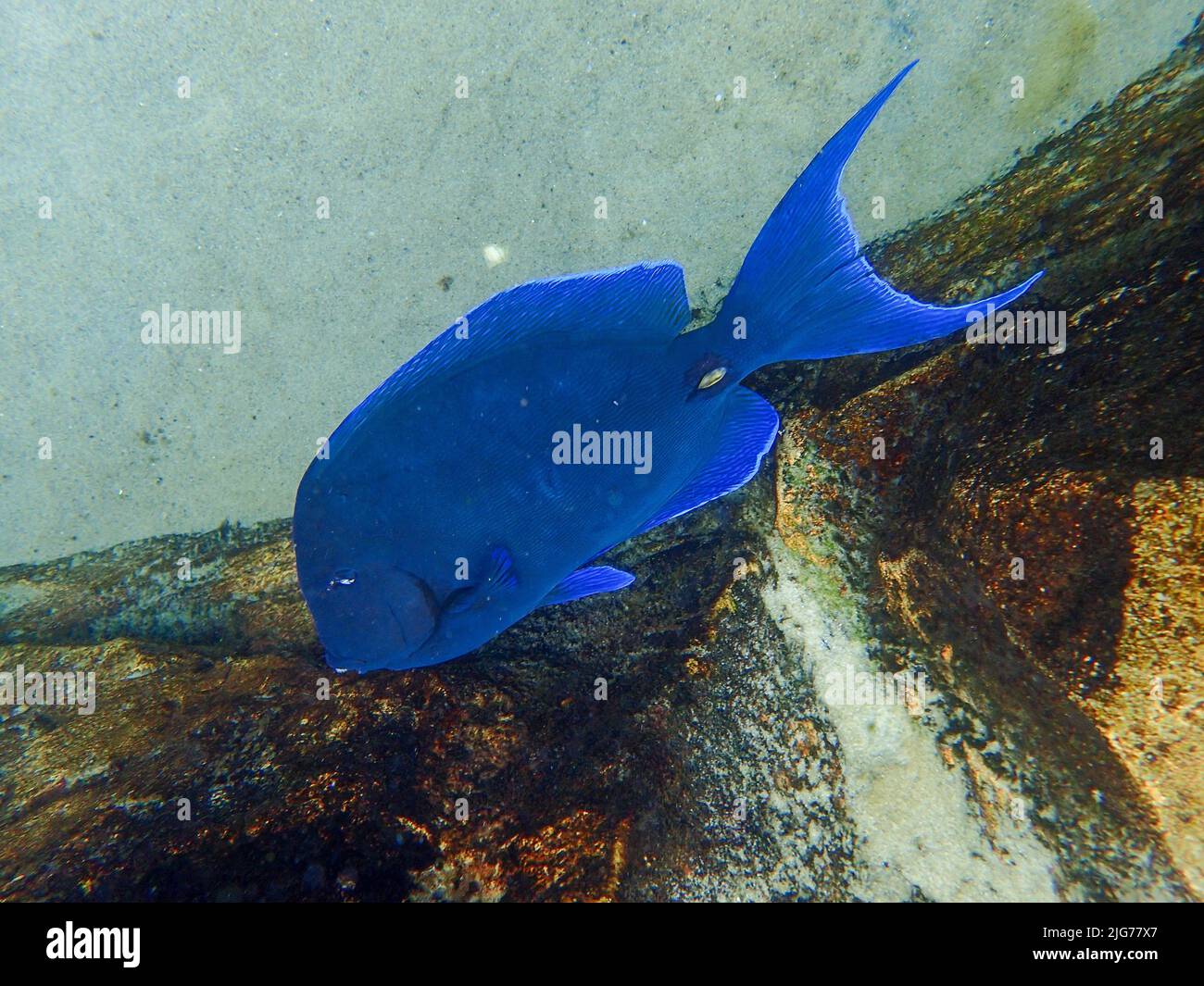 Blue Tang eating growth off of coral in on a coral reef. Stock Photo