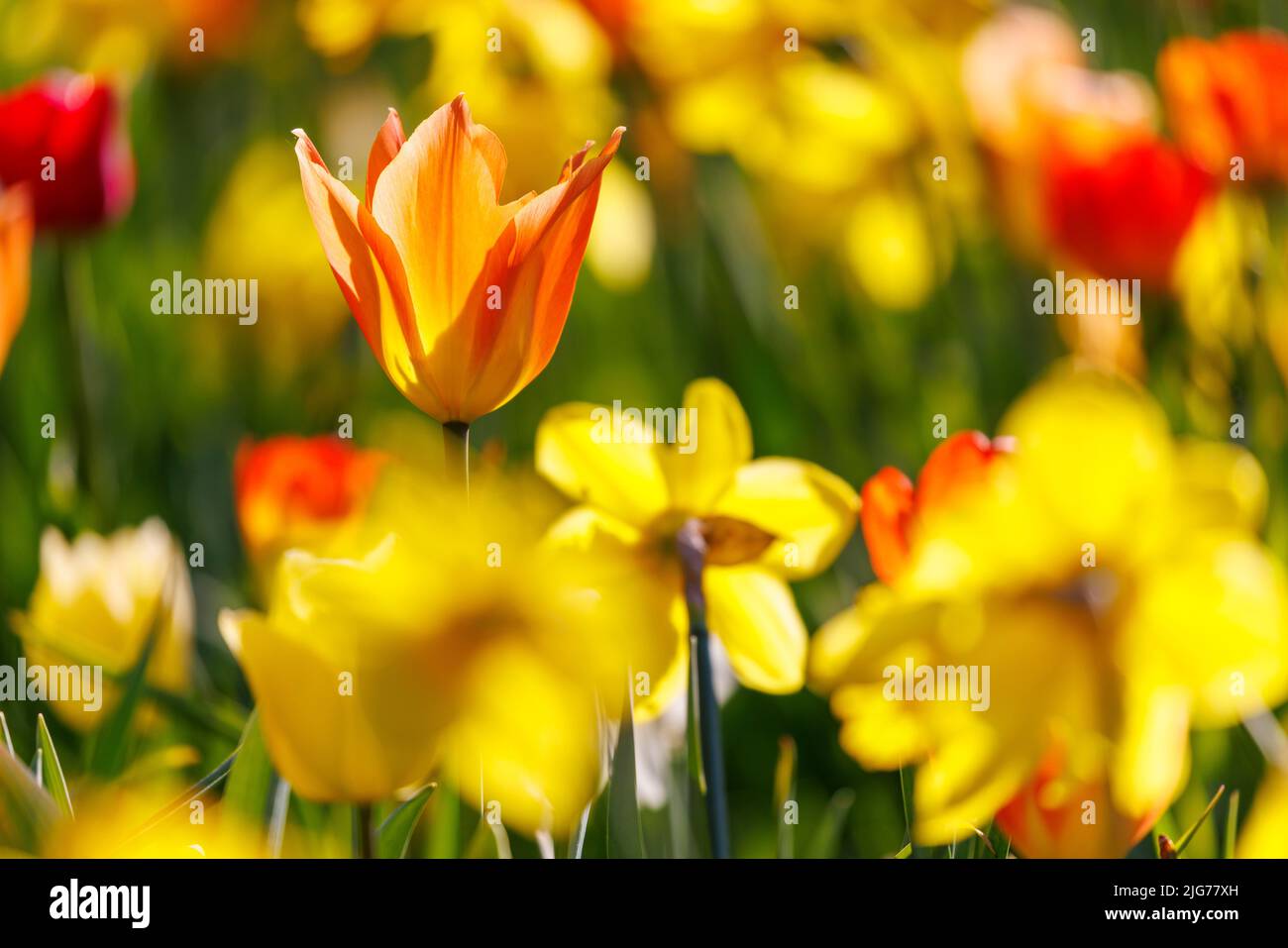 Tulips, Germany Stock Photo