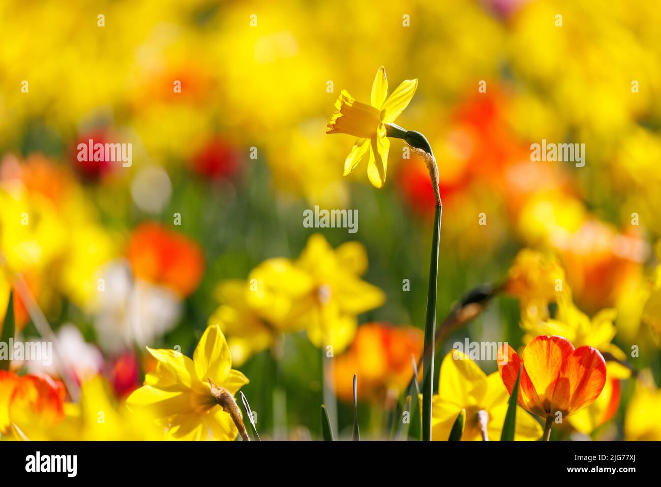 Daffodils (Narcissus), Germany Stock Photo