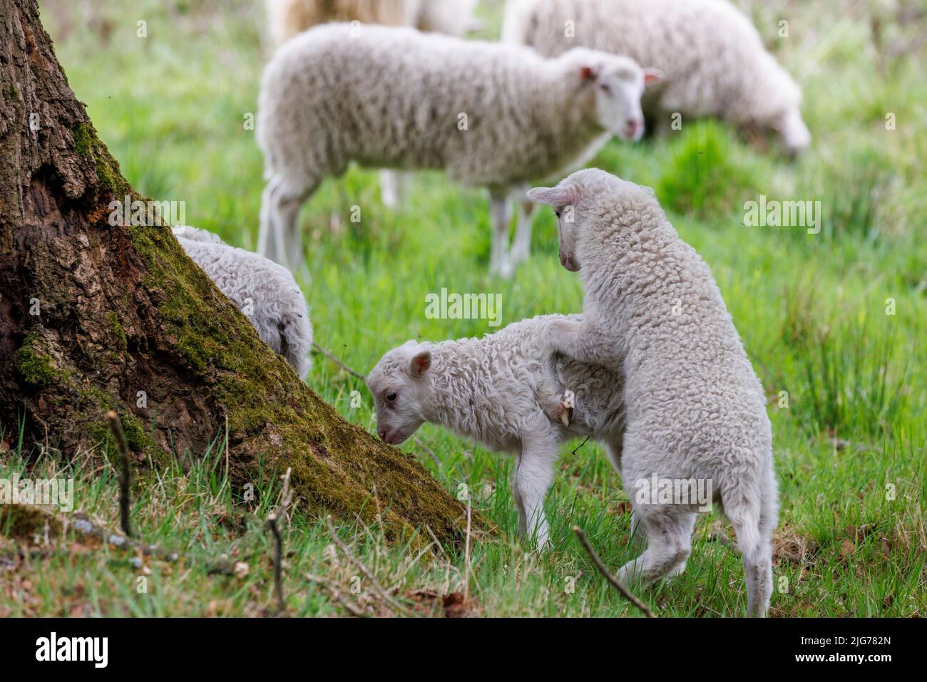 Flock of sheep, Elmpter Schwalmbruch, North Rhine-Westphalia, Germany Stock Photo