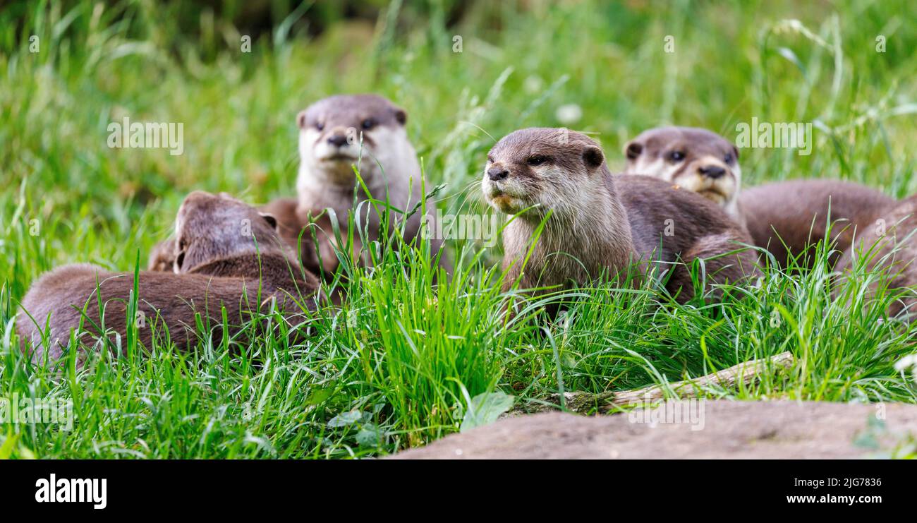 Dwarf otter (Aonyx cinerea), Germany Stock Photo