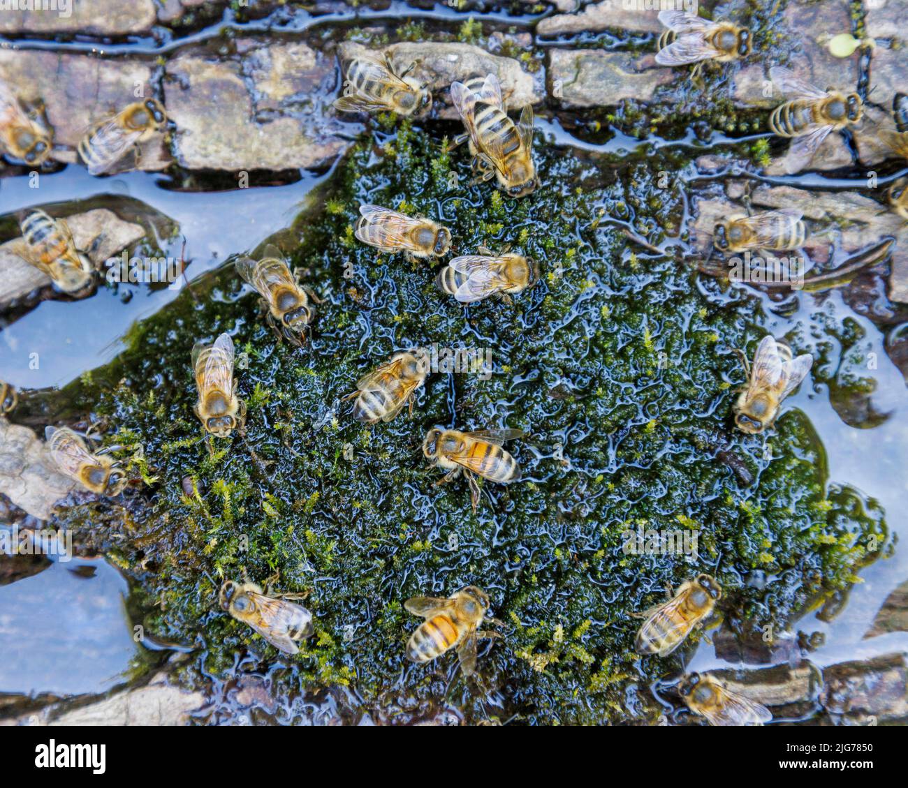 Honey bee (Apis mellifera), Germany Stock Photo