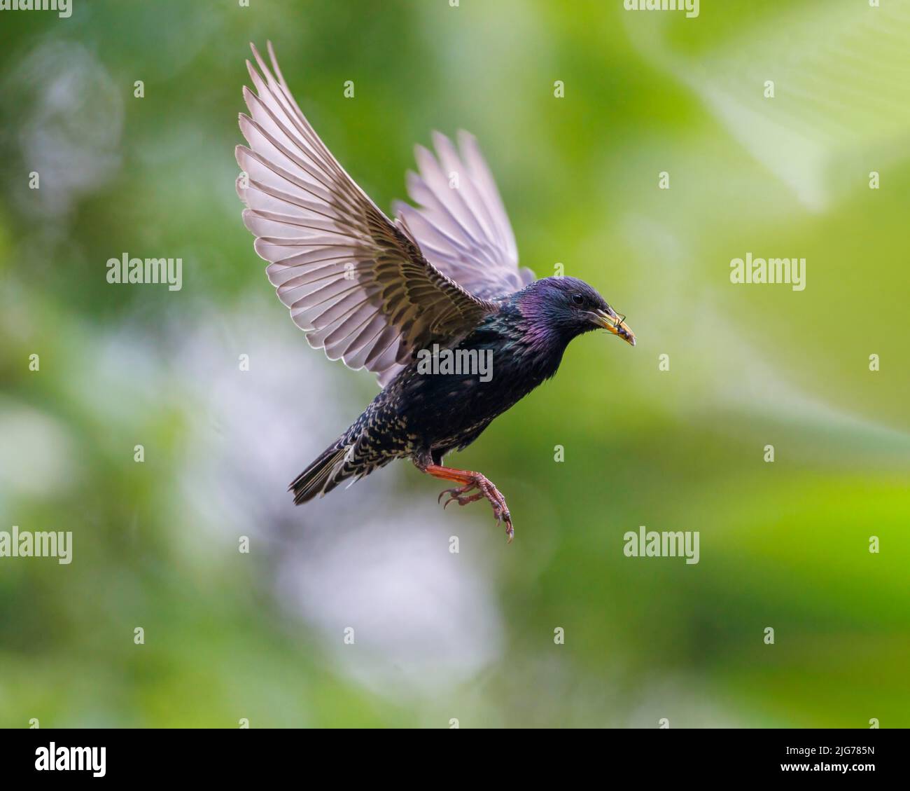 Starling (Sturnus vulgaris), Germany Stock Photo