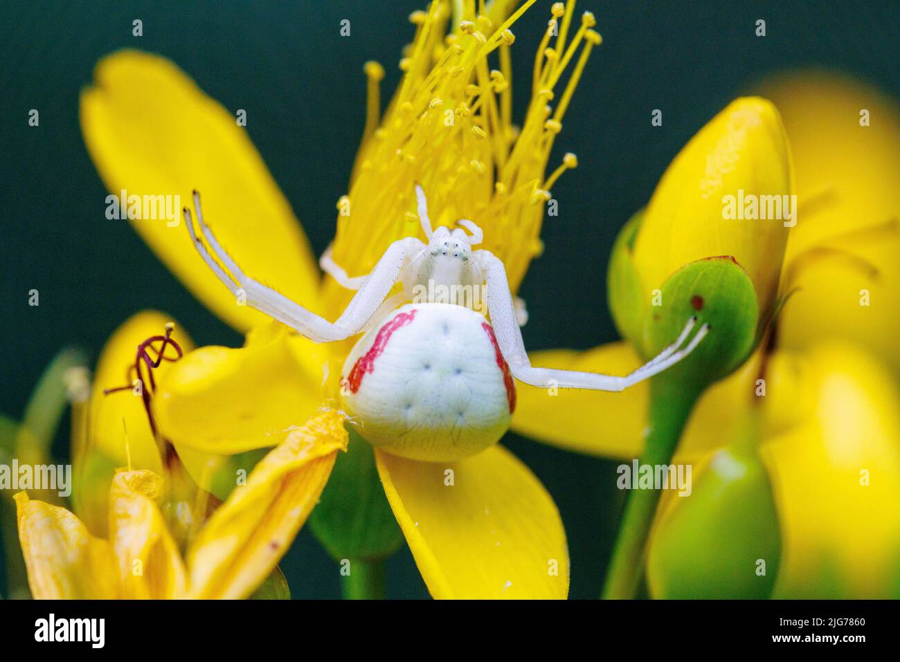 Goldenrod crab spider (Misumena vatia), Germany Stock Photo