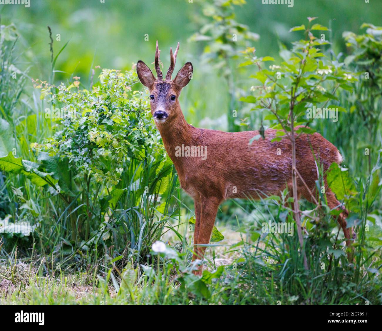 European roe deer (Capreolus capreolus), Germany Stock Photo