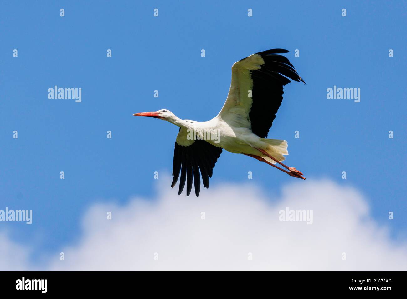 White stork (Ciconia ciconia), Germany Stock Photo