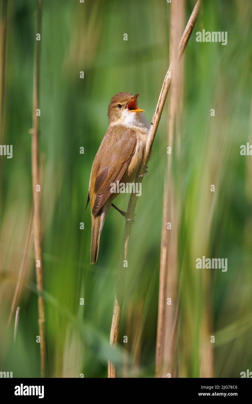 Reed-Warbler (Acrocephalus scirpaceus), Germany Stock Photo