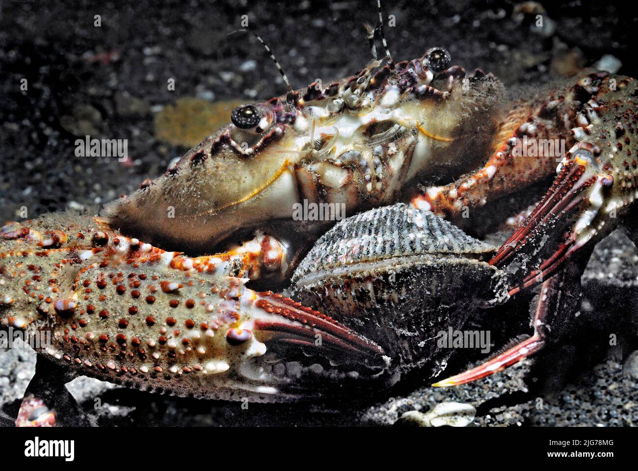 Crab eating mussel, Komodo National Patk, Indonesia Stock Photo - Alamy