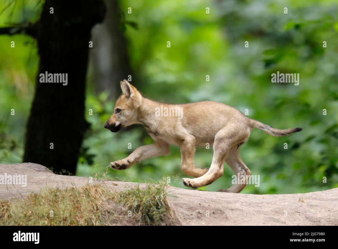 European gray wolf (Canis lupus), pup running on a hill, captive Stock ...
