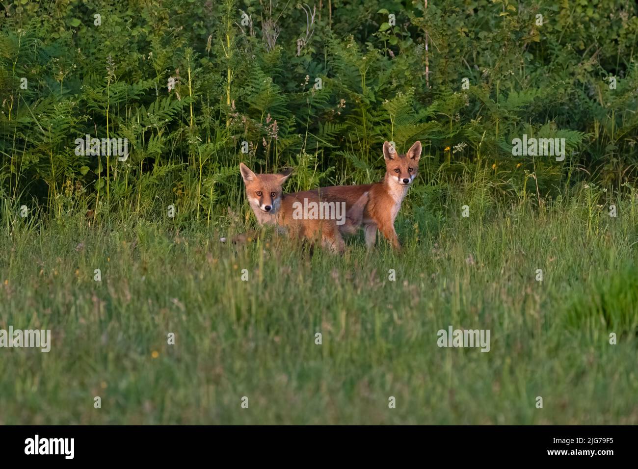 Pair of Fox cubs-Vulpes vulpes. Stock Photo