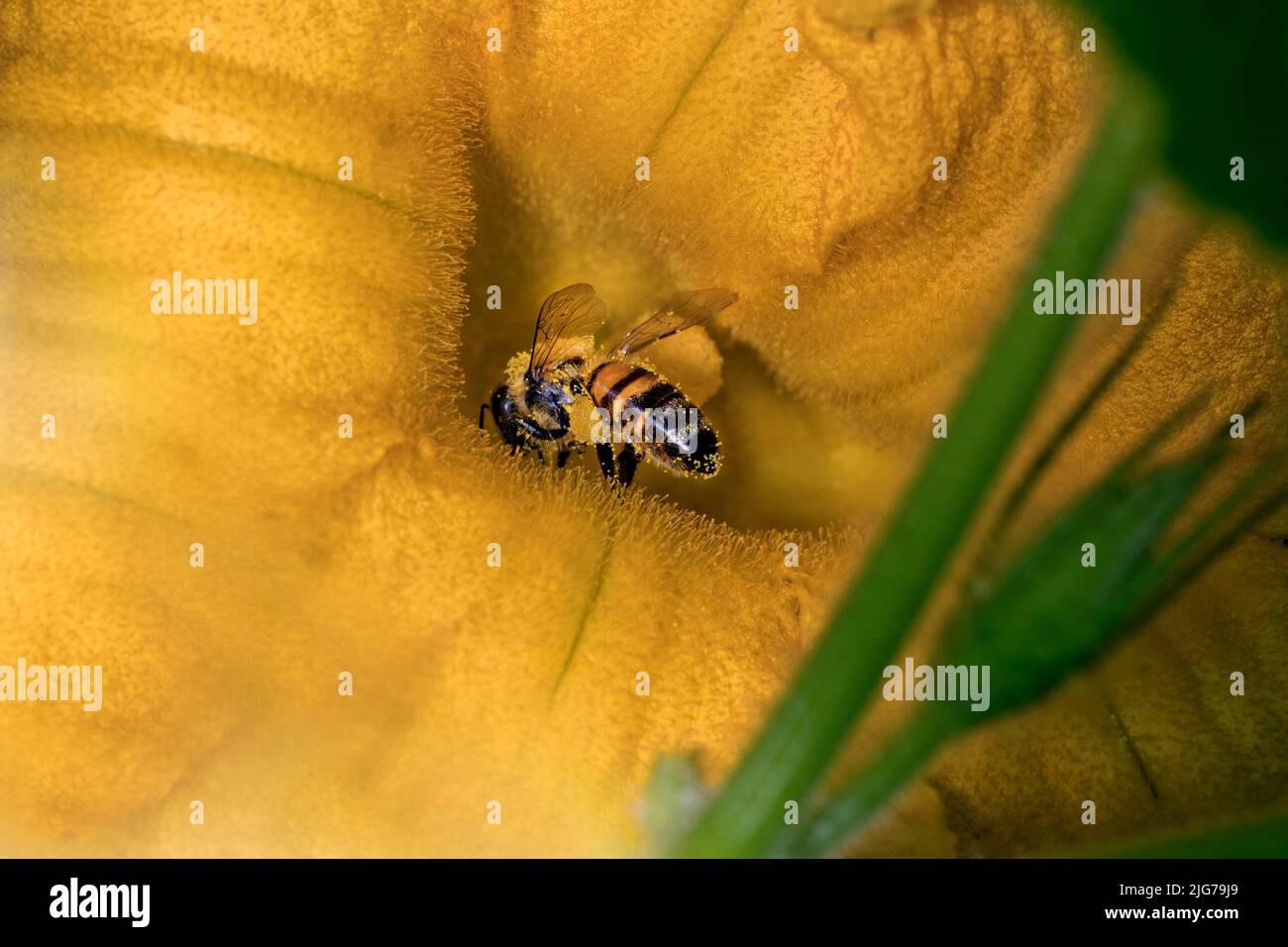 Honey bee (Apis mellifera) collecting nectar in a Hokaido squash blossom, Berlin, Germany Stock