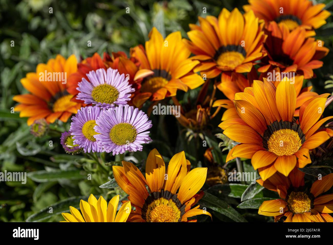 gazania daisy plant