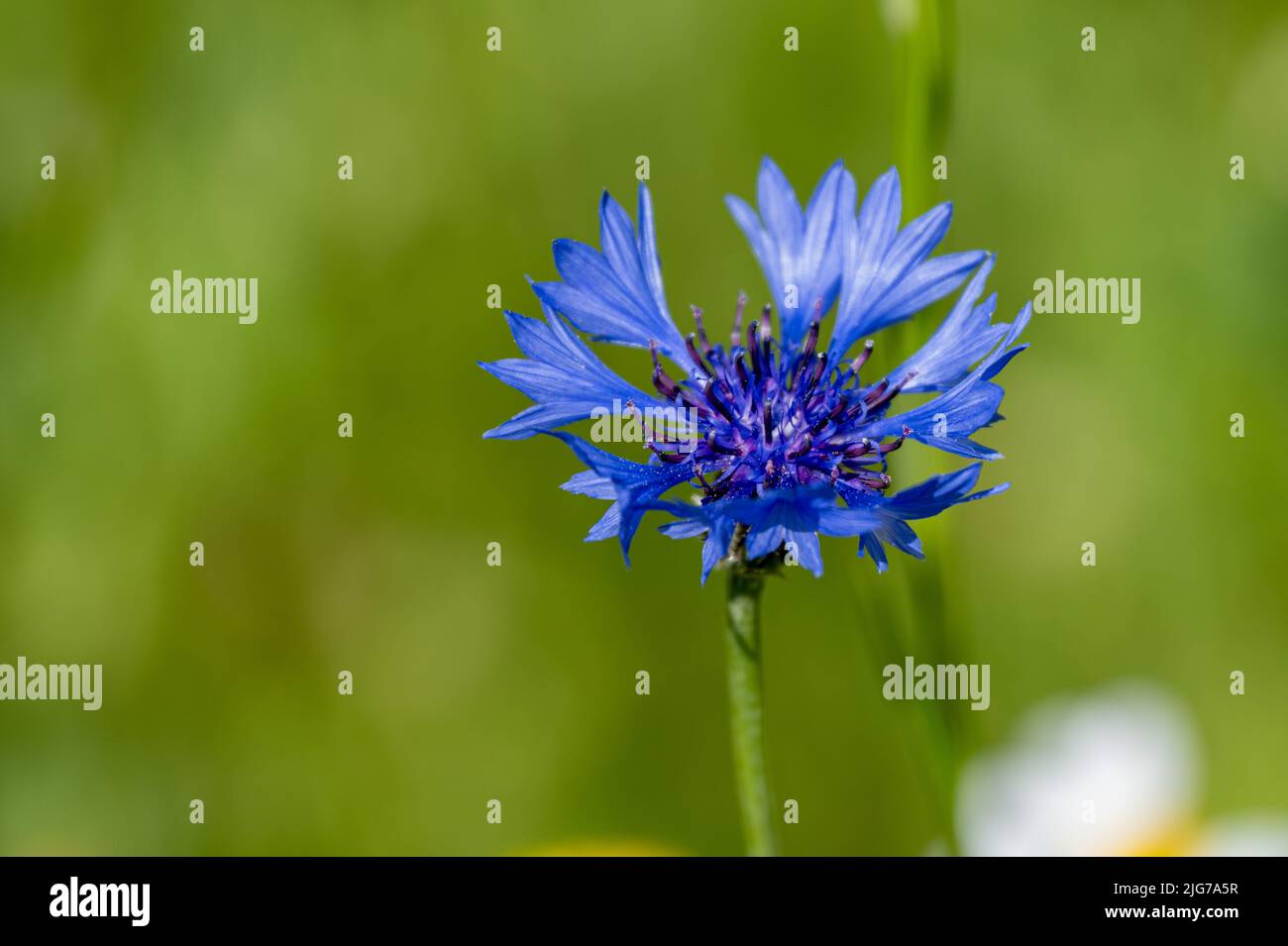 A single blue cornflower, Centaurea cyanus in bloom with a shallow depth of field. Also known as a Bachelor's Button. Stock Photo