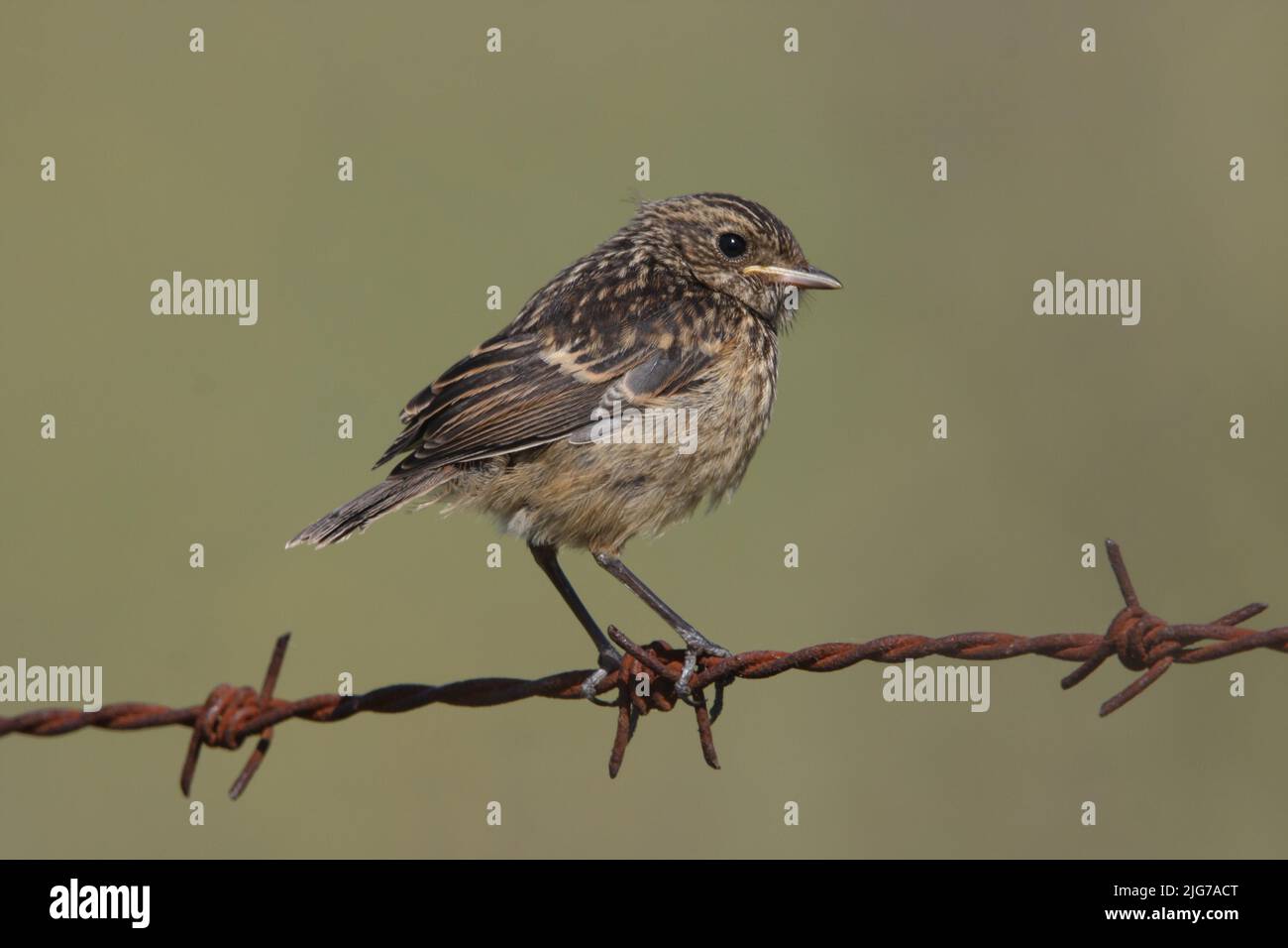 Young african stonechat (Saxicola torquata) on a barbed wire fence in Malpartida de Plasencia, Extremadura, Spain Stock Photo