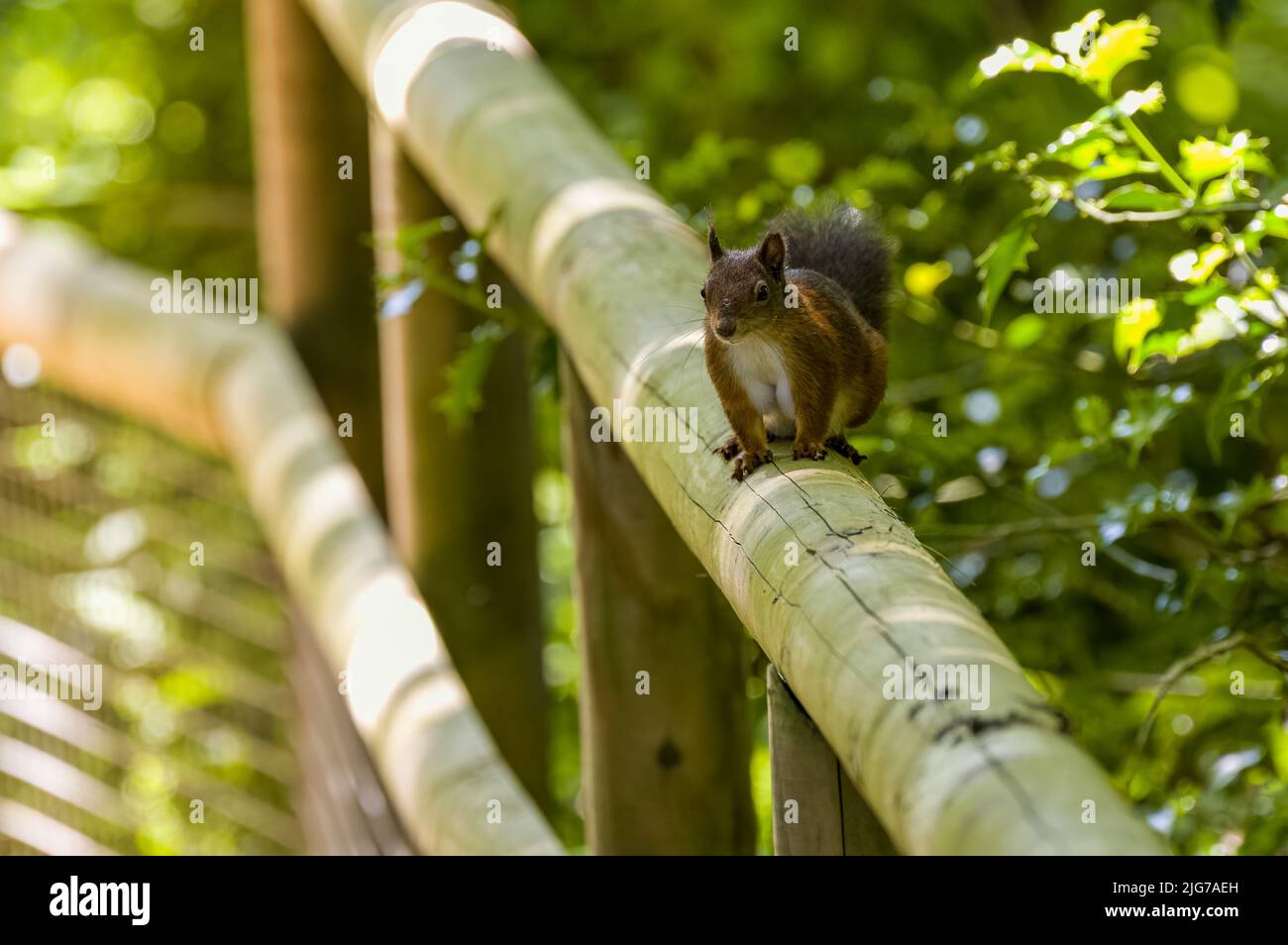 A red squirrel, Sciurus vulgaris sitting on a wooden fence in summer, UK. Stock Photo