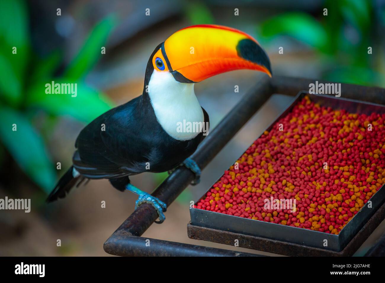 Toco Toucan, Colorful Tropical Bird In Pantanal, Brazil Stock Photo - Alamy