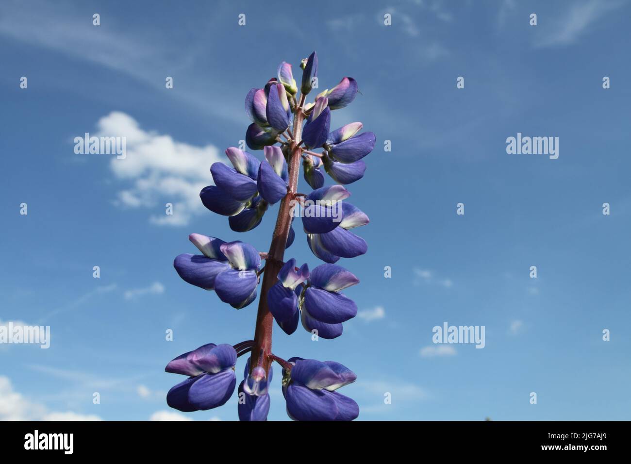 Flowers of multifoliate large-leaved lupin (Lupinus polyphyllus) against the sky in Kirchberg, Hunsrueck, Rhineland-Palatinate, Germany Stock Photo