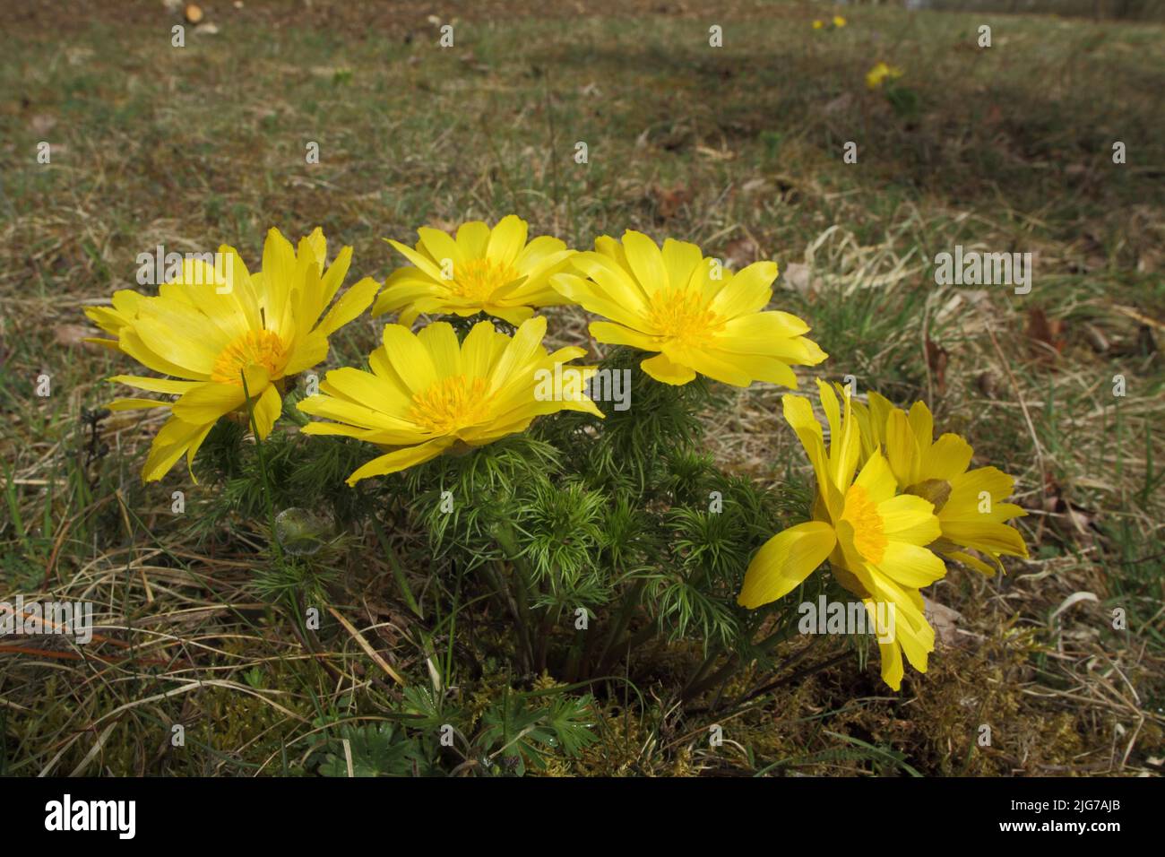 Spring Adonis rose (Adonis vernalis) in Staendelberg, Rammersberg, Maeusberg, Karlstadter Trockengebiete, Wiesenfeld, Karlstadt, Main, Lower Stock Photo