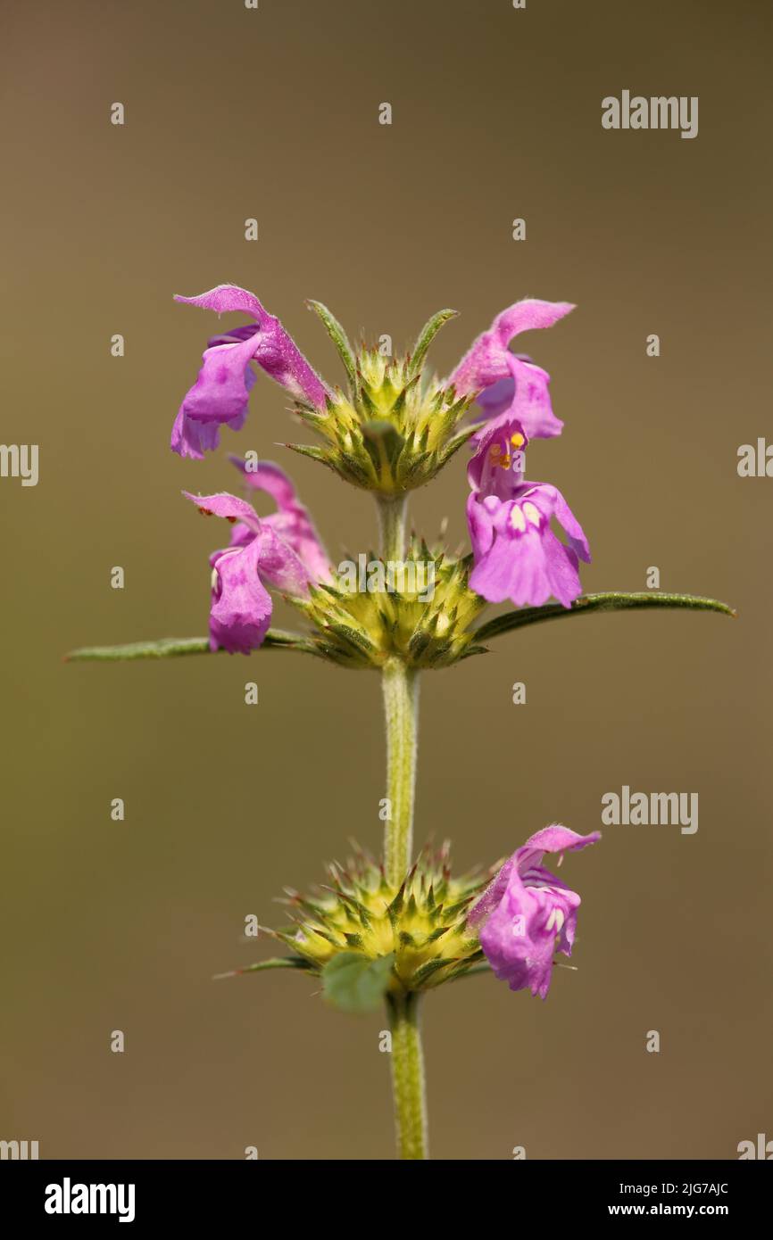 Narrow-leaved hemp-nettle (Galeopsis angustifolia) near Karlstadter Trockengebiete, Goessenheim, Karlstadt, Main, Lower Franconia, Franconia Stock Photo