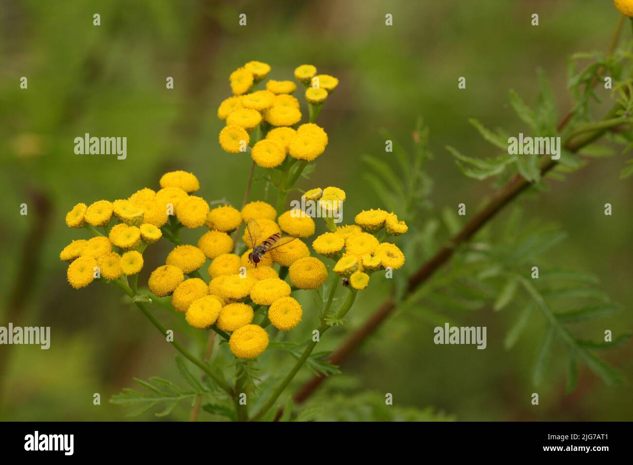 Tansy (Tanacetum vulgare) with hoverfly (Syrphidae) in the Kuehkopf, Stockstadt, Hesse, Germany Stock Photo