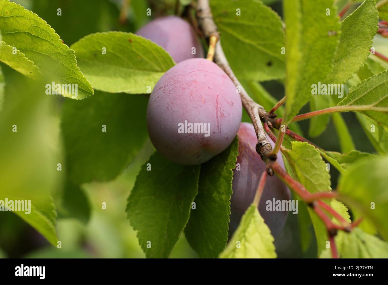 Ripe plums (Prunus domestica subsp. Domestica) as fruits on the tree in Enkheimer Ried, Bergen-Enkheim, Main, Frankfurt, Hesse, Germany Stock Photo
