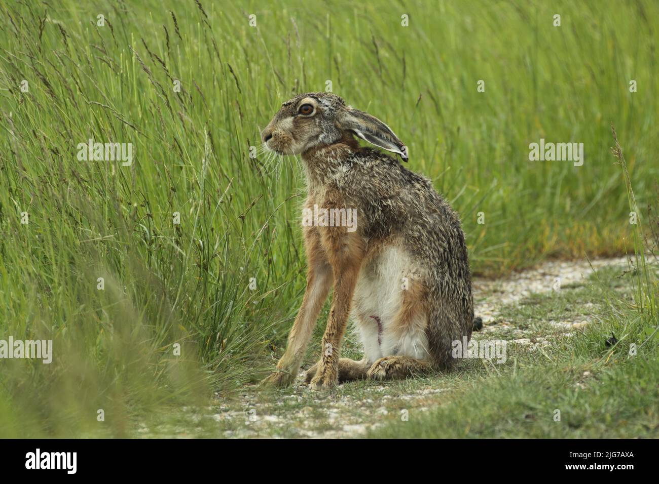 European hare (Lepus europaeus) in Apetlon, Seewinkel, Lake Neusiedl, Burgenland, Austria Stock Photo
