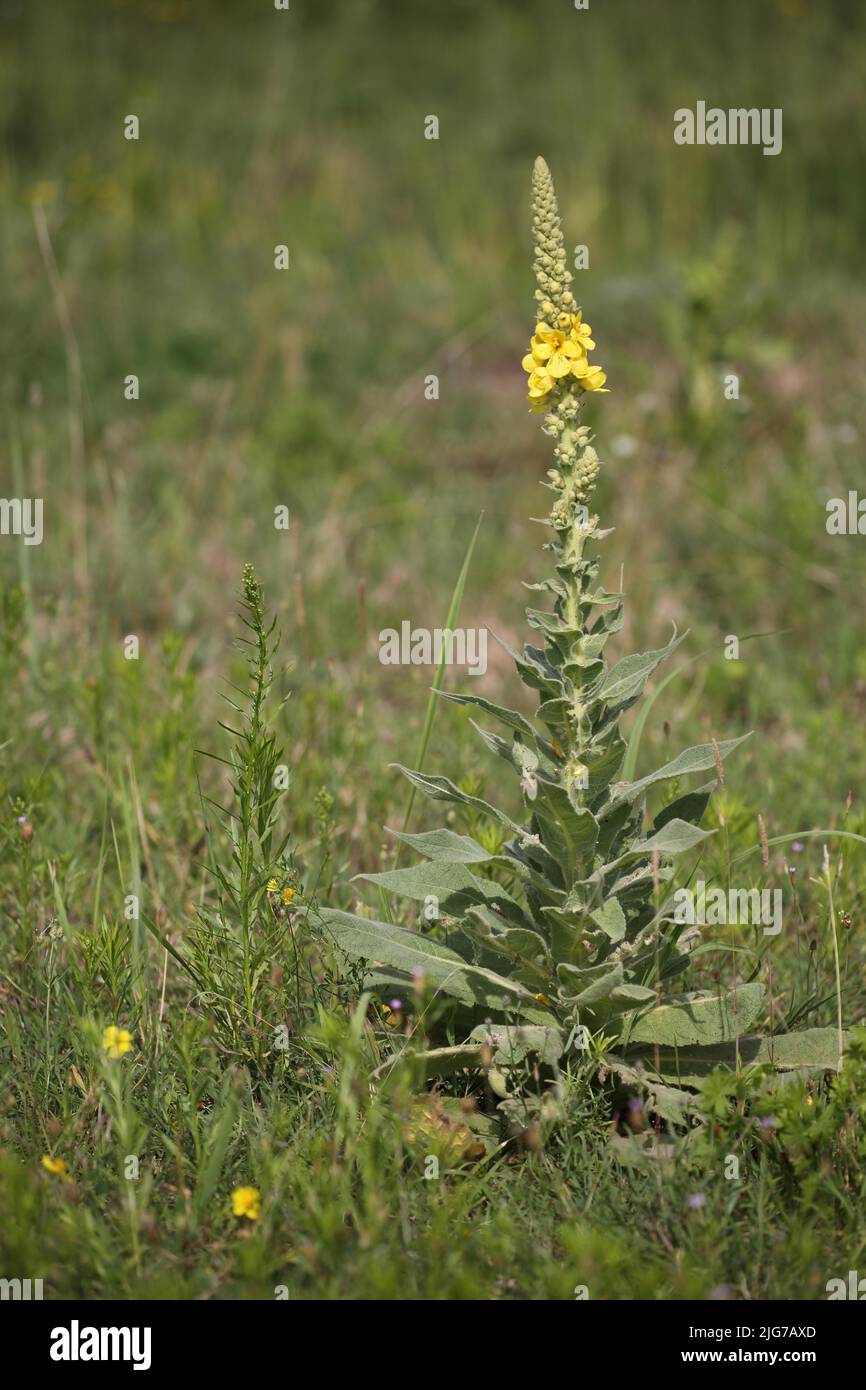 Perennial of the large-flowered dense-flowered mullein (Verbascum densiflorum) in the Mainzer Sand nature reserve, Mombach, Mainz, Rhine-Hesse Stock Photo