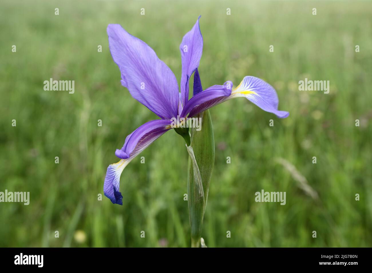 Marsh meadow iris (Iris spuria) in Breitenbrunn, Lake Neusiedl, Burgenland, Austria Stock Photo