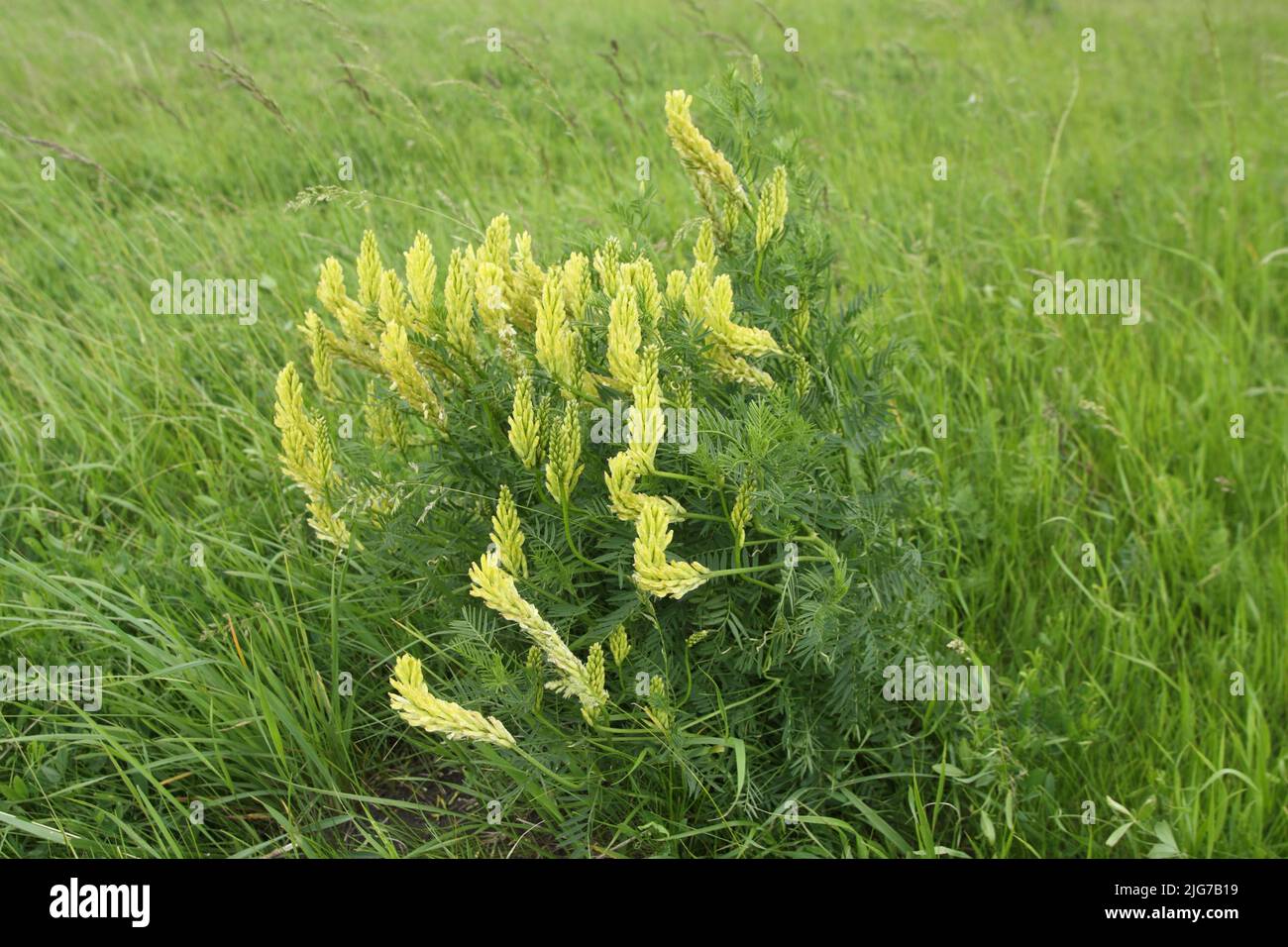 Grass meadow and perennial of Rau's tragacanth (Astragalus asper) in Illmitz, Seewinkel, Lake Neusiedl, Burgenland, Austria Stock Photo