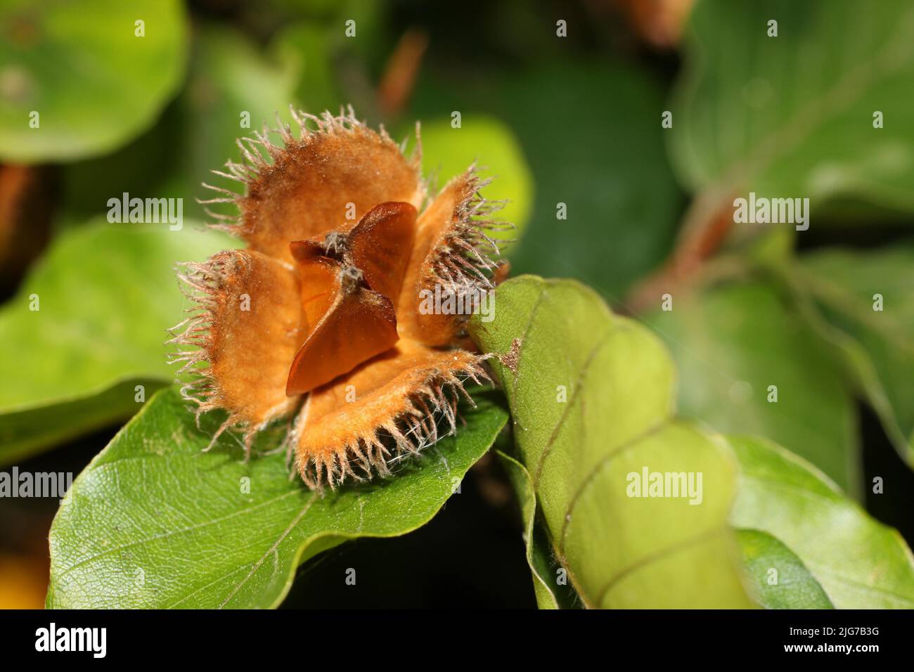 Ripe open beech (Fagus sylvatica) fruit of copper beech in Niederseelbach,  Niedernhausen, Taunus, Hesse, Germany Stock Photo - Alamy