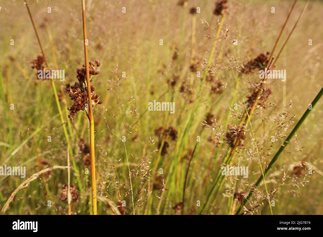 Grasses with fluttering bulrush (Juncus effusus) and filigree wire ...