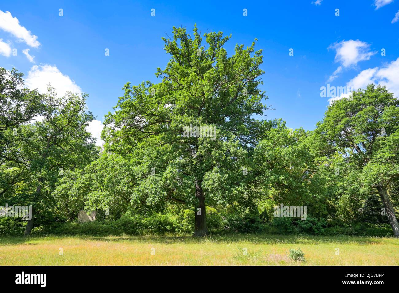 Oak, Potsdam, Brandenburg, Germany Stock Photo