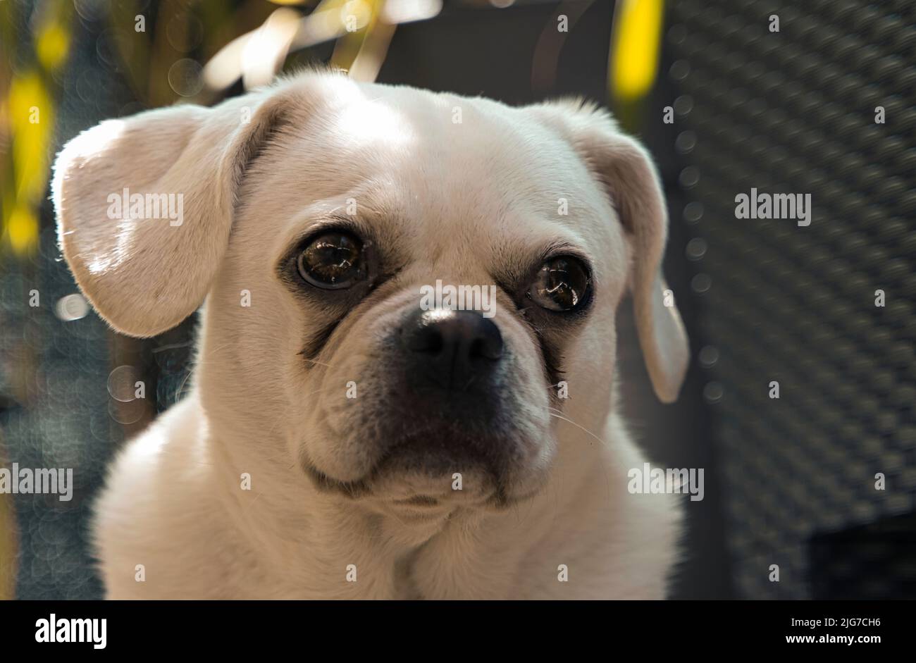 Mops beagle hi-res stock photography and images - Alamy