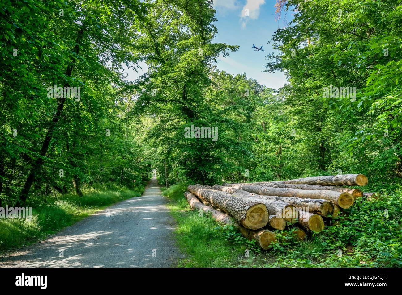 Aircraft, landing approach, city forest, Frankfurt am Main, Hesse, Germany Stock Photo