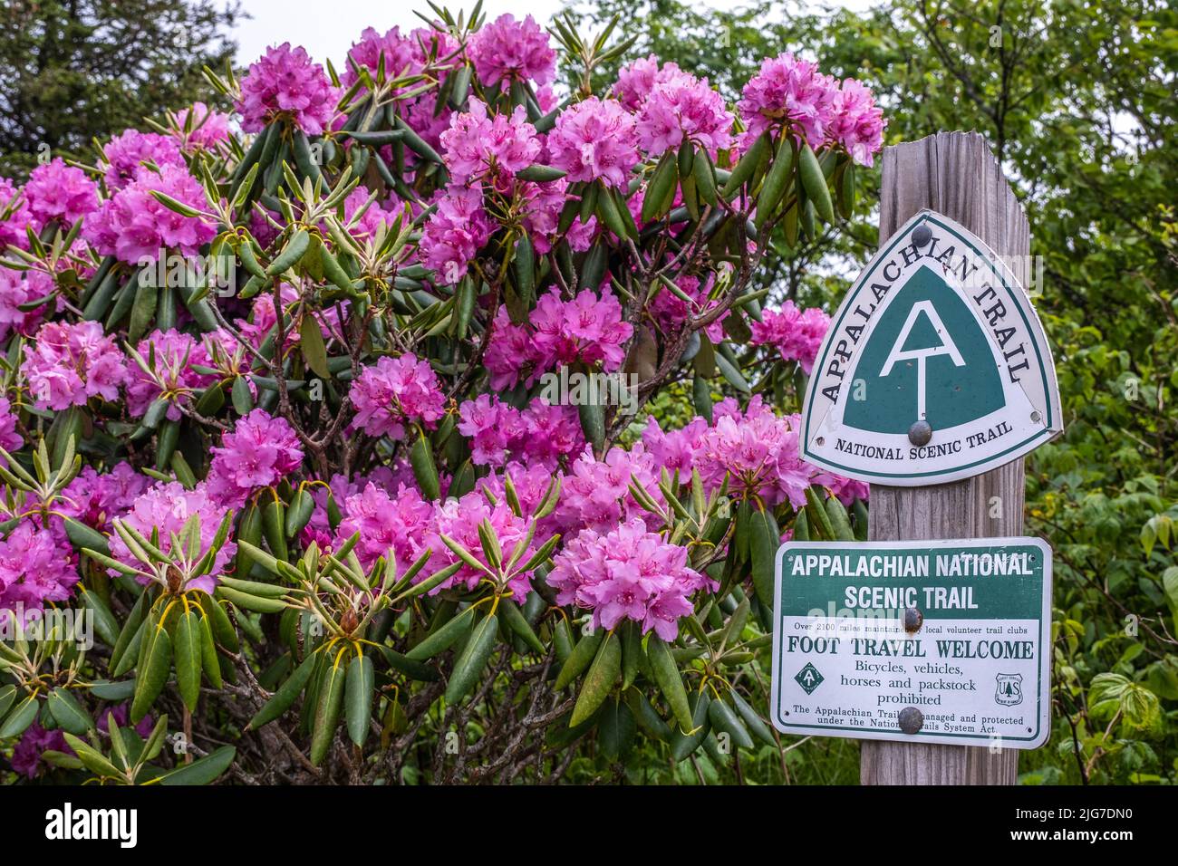 Appalachian Trail sign on a wood post in front of blooming purple Rhododendron flowers Stock Photo