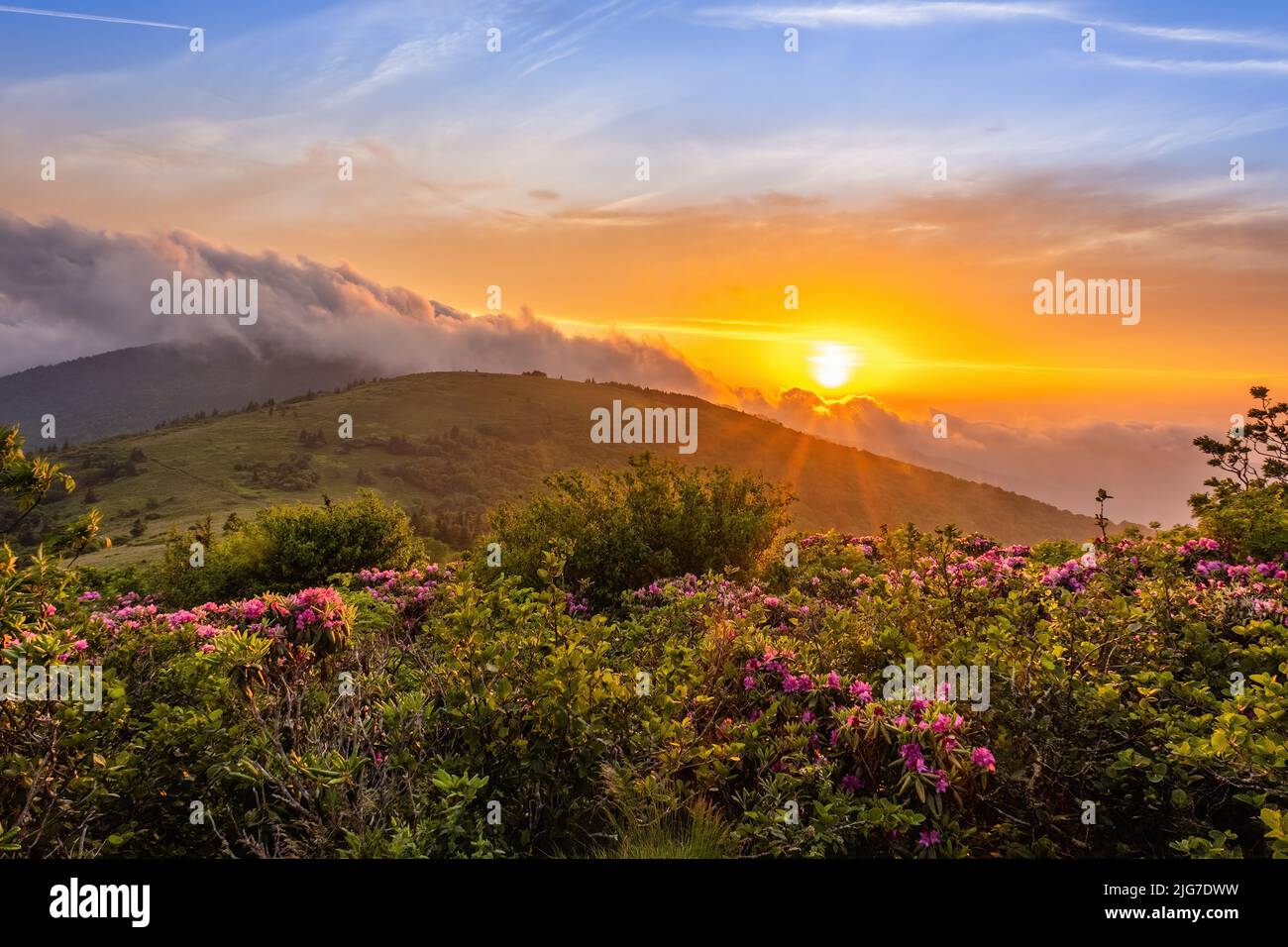 Sunset over the mountains and rhododendrons at Roan Mountain State Park in Tennessee. Stock Photo