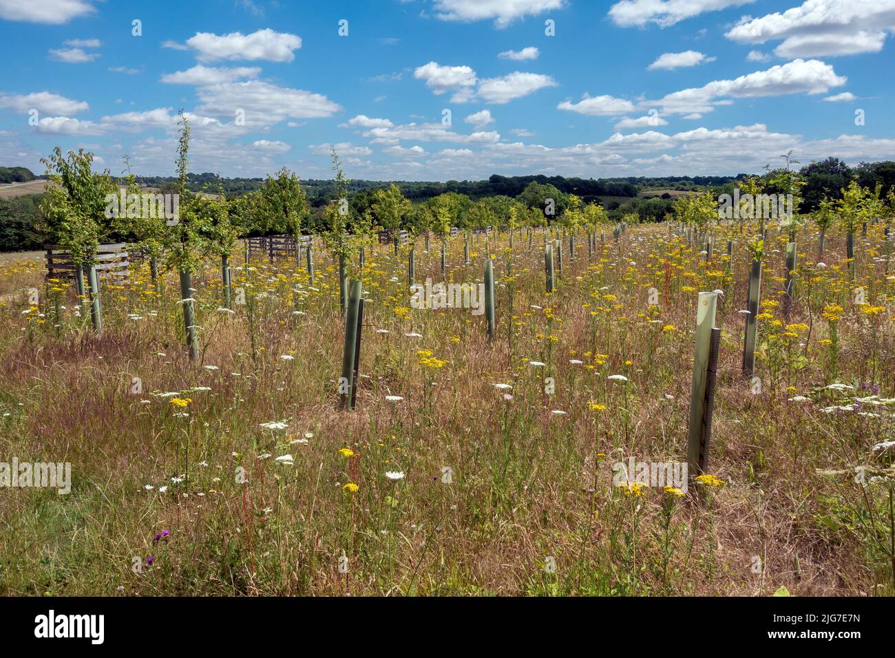 Newly planted trees and grassland at Jutland Wood, Langley Vale Centenary Wood, Epsom, Surrey, England, UK Stock Photo