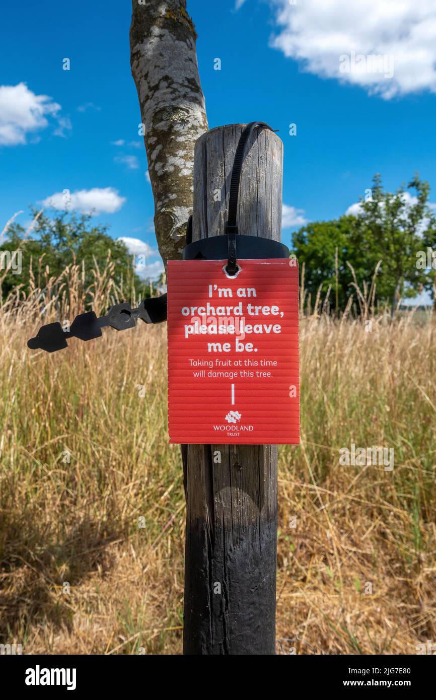 Apple tree labelled 'I'm an orchard tree please let me be' in England, UK Stock Photo