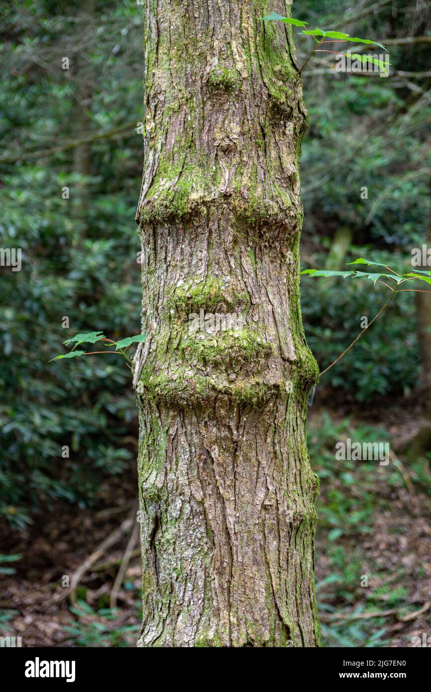 Tree has grown to have a natural facial expression in the bark highlighted with moss. Stock Photo