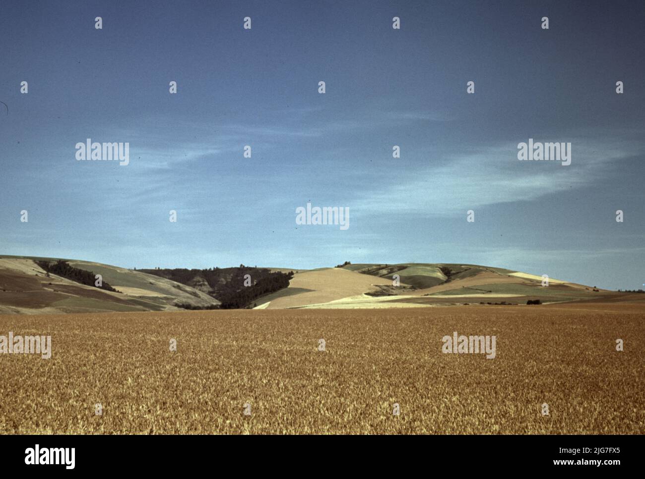Wheat land, Walla Walla, Washington Stock Photo Alamy