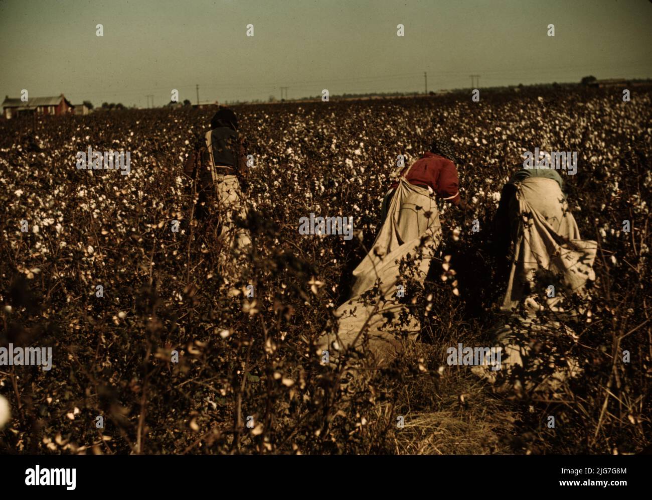 Day laborers picking cotton near Clarksdale, Mississippi Stock Photo