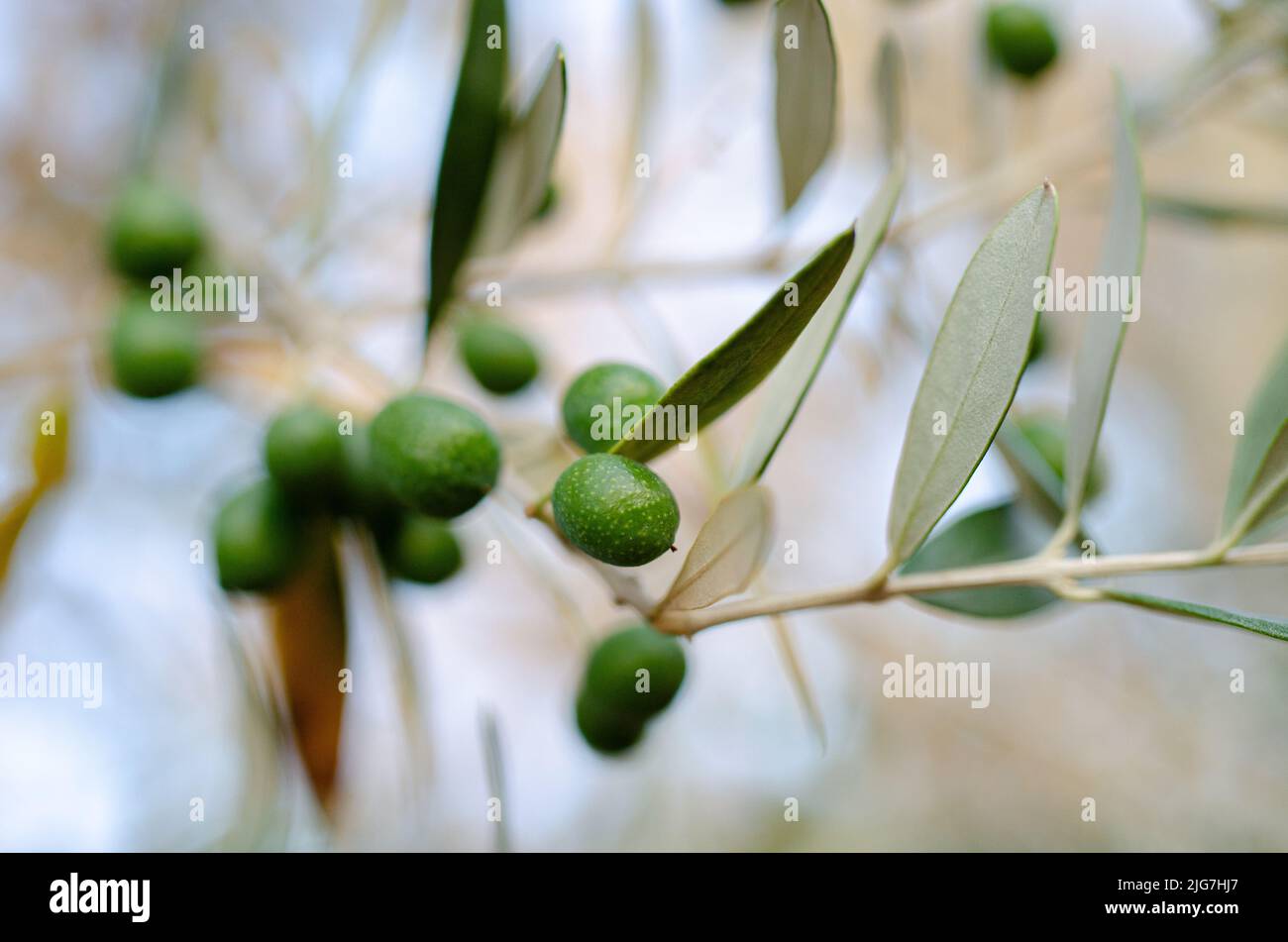 Closeup view of green olive fruits growing and ripening on an olive tree Stock Photo Alamy