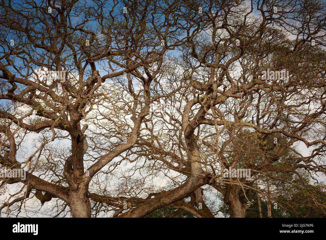 dry branches on blue sky background Stock Photo